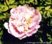 Rockii Peony: PI JIN DAI YIN
